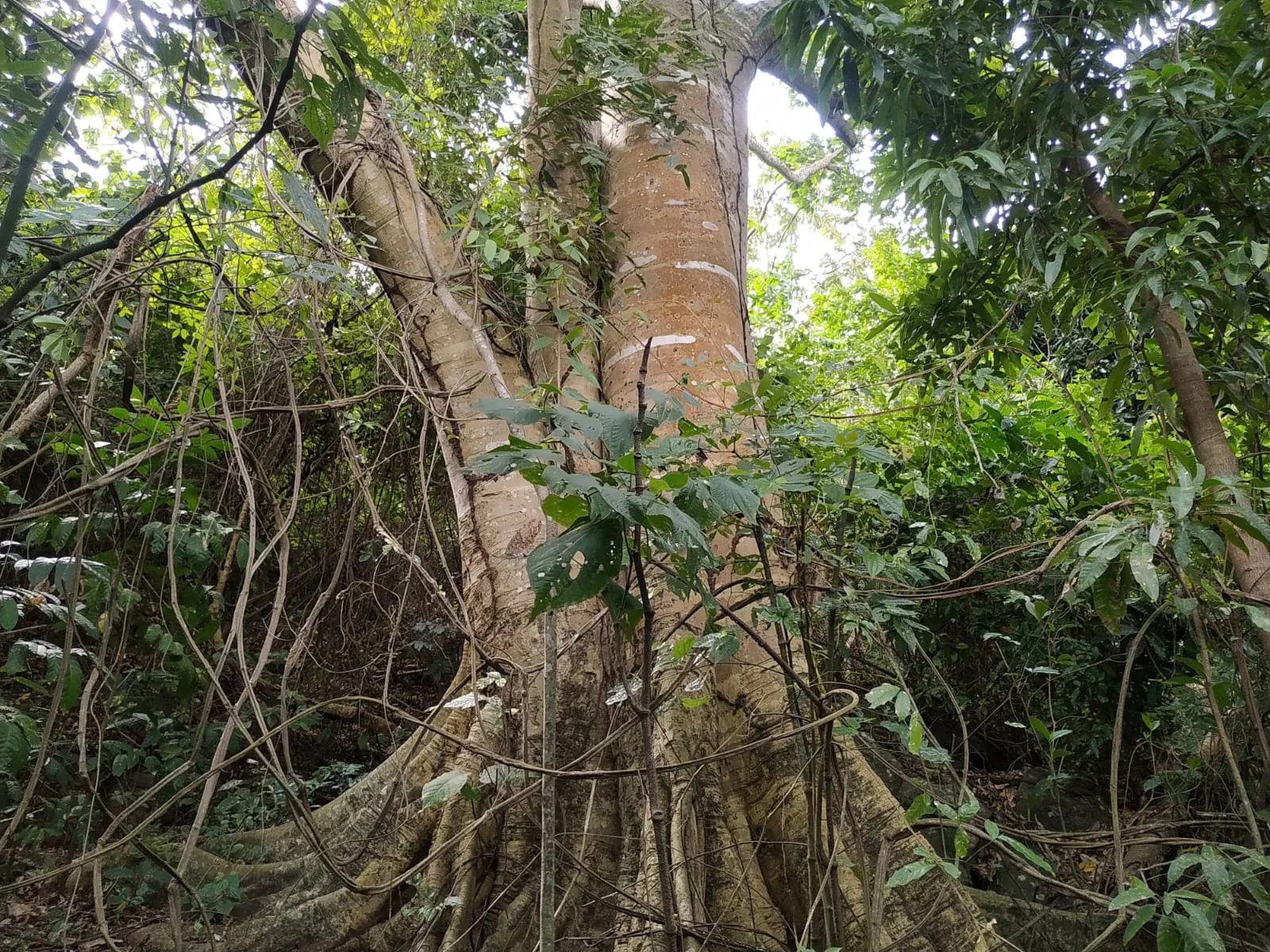 NATUREZA